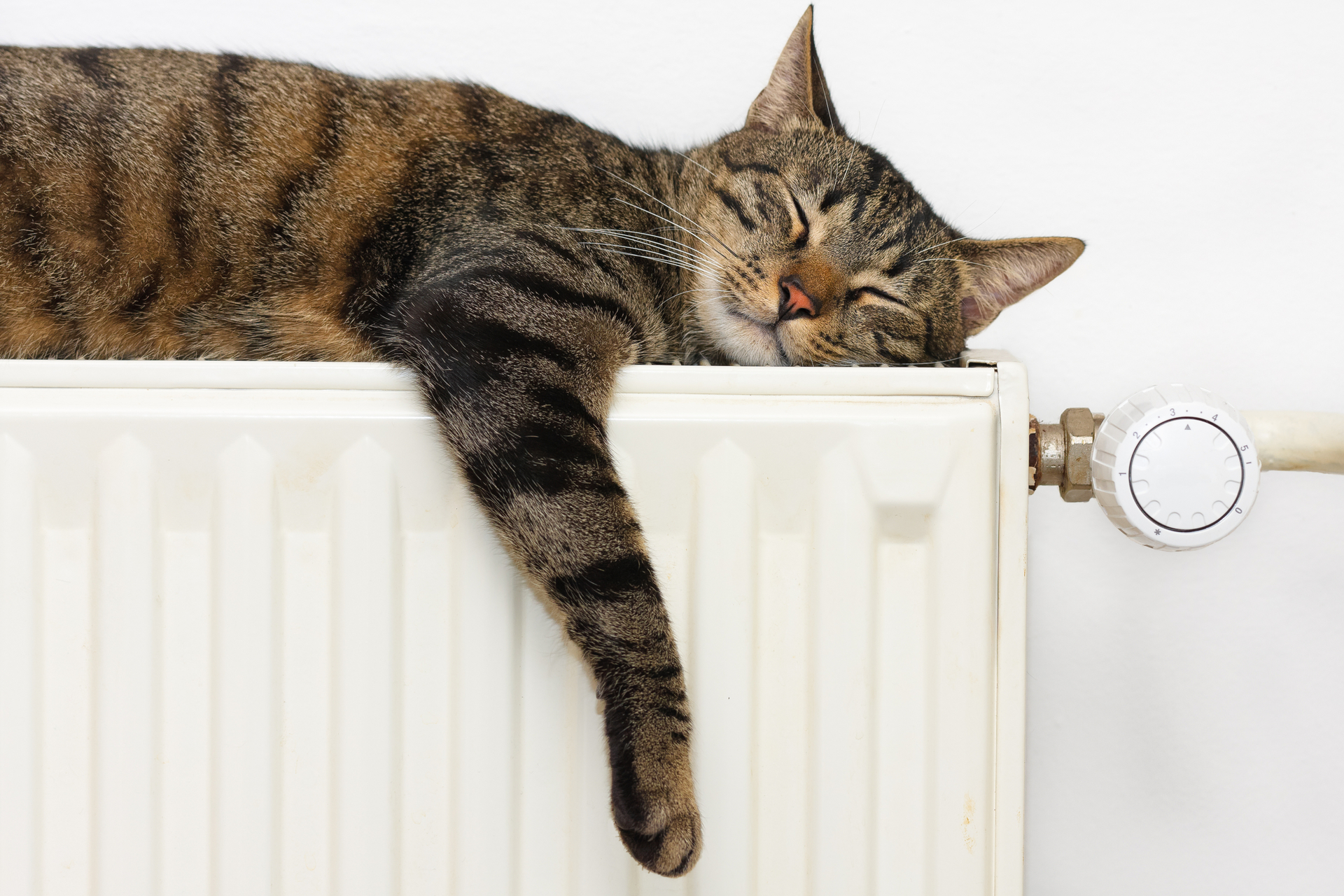 Cat sleeping on heating radiator