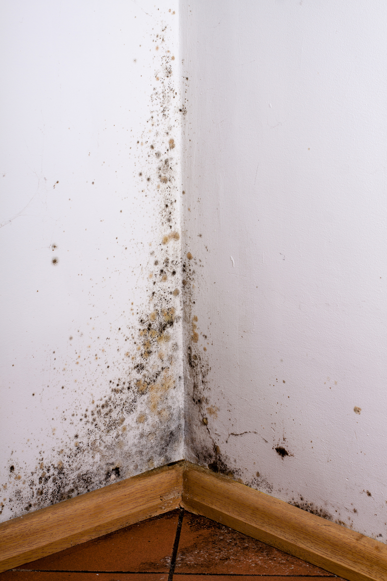 Mould on wall